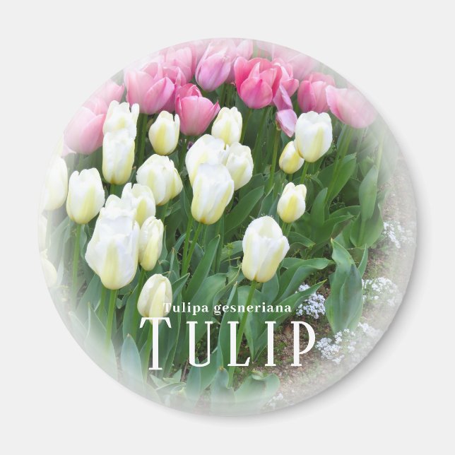 Imã Tulipa (Frente)