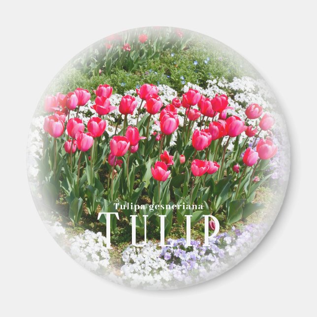Imã Tulipa (Frente)