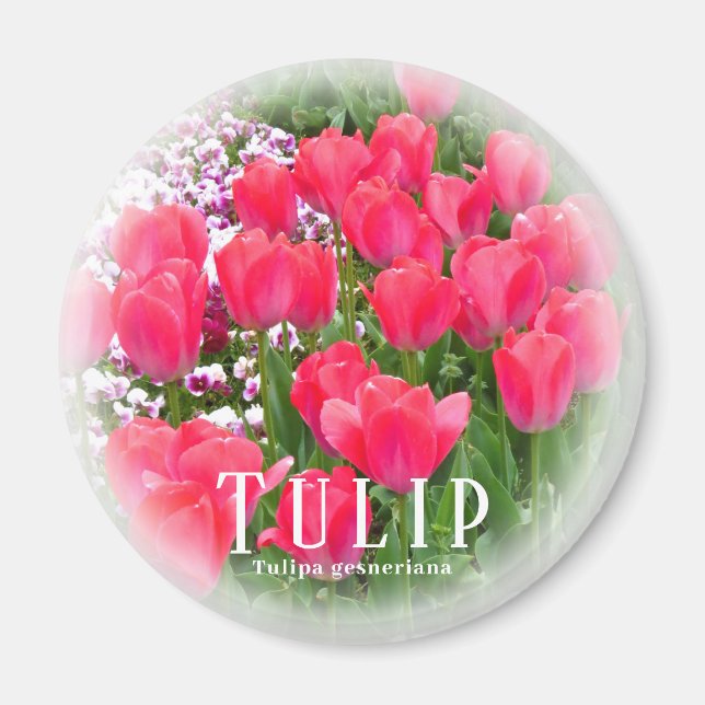 Imã Tulipa (Frente)