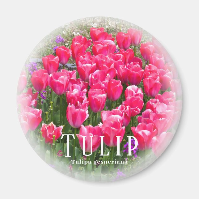 Imã Tulipa (Frente)