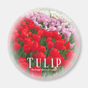 Imã Tulipa
