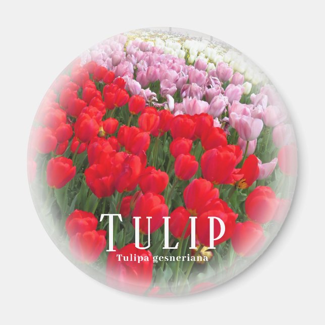 Imã Tulipa (Frente)