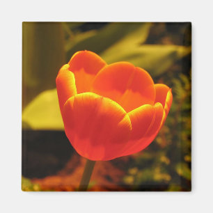 Imã Tulipa alaranjada