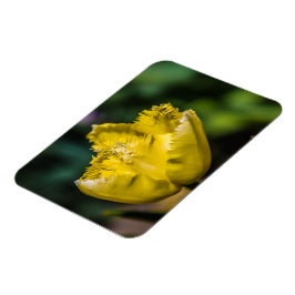 Ímã Tulipa Amarela