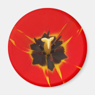 Imã tulipa amarela vermelha
