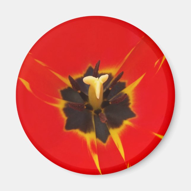 Imã tulipa amarela vermelha (Frente)