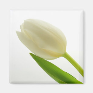 Imã Tulipa branca