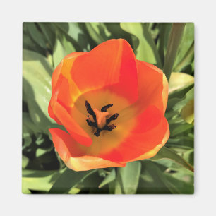 Imã Tulipa dentro Laranja