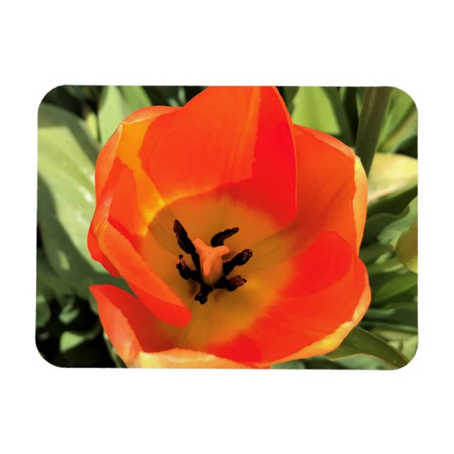 Ímã Tulipa dentro Laranja (Horizontal)