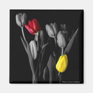 Imã Tulipa-Ímã