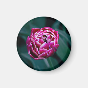 Imã tulipa rosa