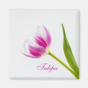 Imã Tulipa Rosa