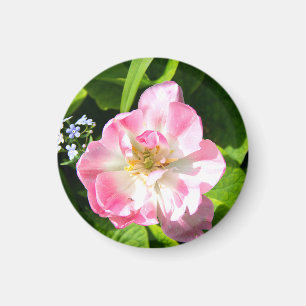 Imã Tulipa rosa-branca