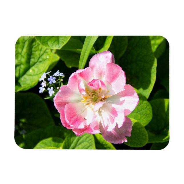 Ímã Tulipa rosa-branca (Horizontal)