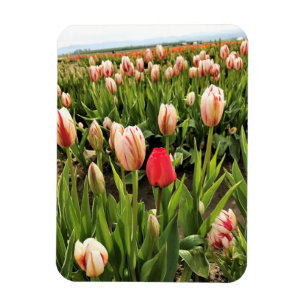 Ímã Tulipa Rosa Destacando