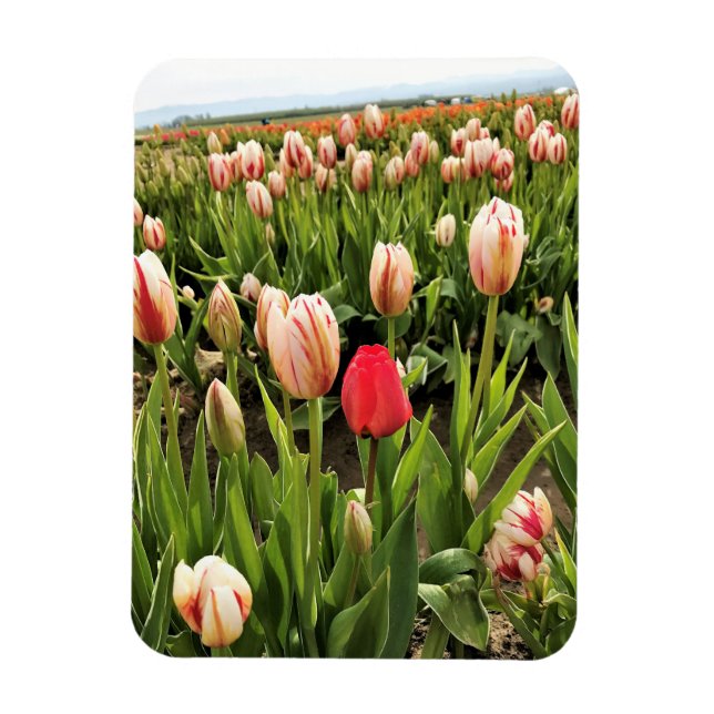 Ímã Tulipa Rosa Destacando (Vertical)
