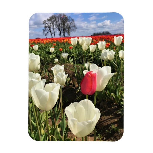 Ímã Tulipa Rosa se Destacando, Oregon (Vertical)