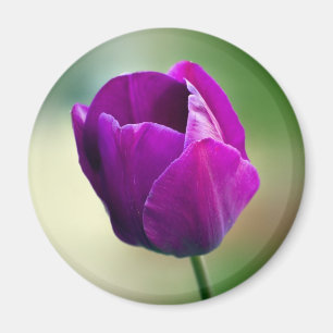 Imã Tulipa roxa