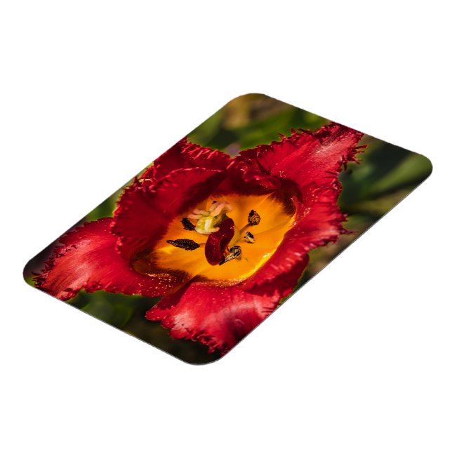 Ímã tulipa vermelha (Left Side)