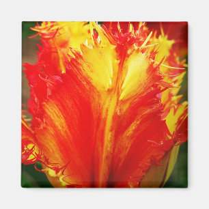 Imã Tulipa Vermelha E Amarelo