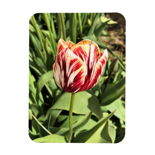 Ímã Tulipa vermelha e branca (Vertical)