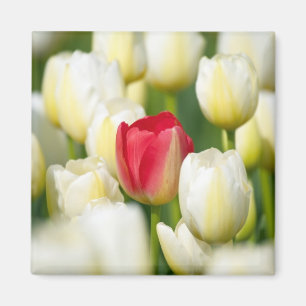 Imã Tulipa vermelha em um campo das tulipas brancas
