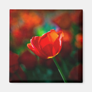 Imã Tulipa vermelha - mistério da florescência