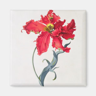 Imã Tulipa: Vermelho de Perroquet