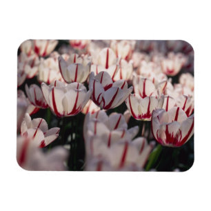 Ímã Tulipas