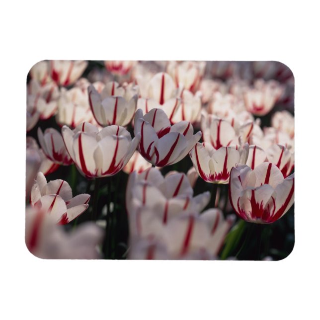 Ímã Tulipas (Horizontal)