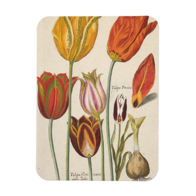 Ímã Tulipas (Vertical)