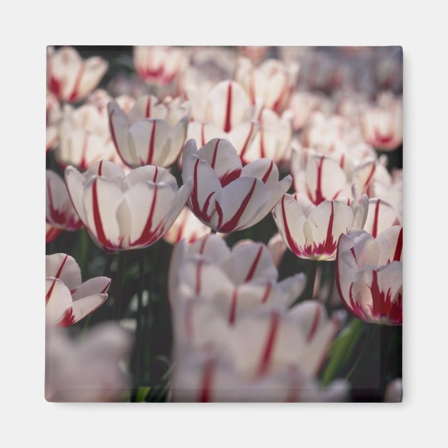 Imã Tulipas (Frente)