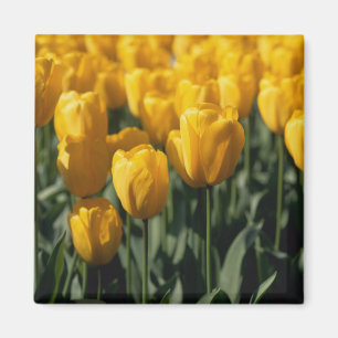 Imã Tulipas 3