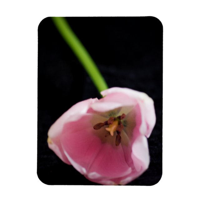 Ímã Tulipas 3272 (Vertical)