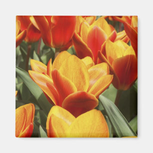 Imã Tulipas abundam em Keukenhof Gardens, Holanda.