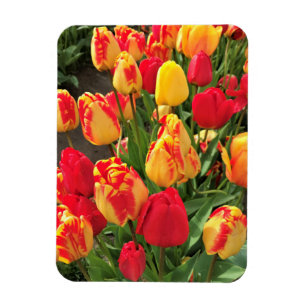 Ímã Tulipas Amarelas e Vermelhas