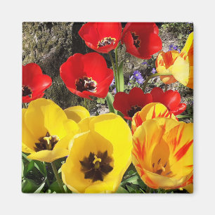Imã Tulipas Amarelas e Vermelhas