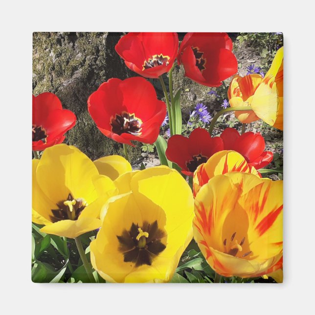 Imã Tulipas Amarelas e Vermelhas Magnet (Frente)