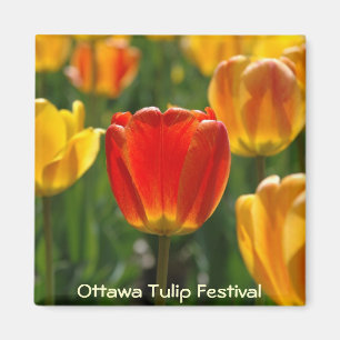 Imã Tulipas amarelas, tulipas alaranjadas