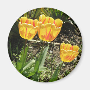 Imã Tulipas ao sol Magnet