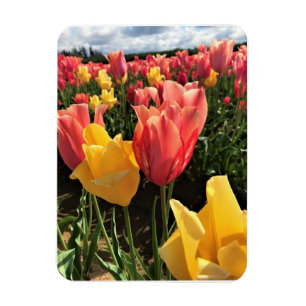 Ímã Tulipas bonito de Primavera em campo, Oregon