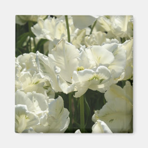 Imã Tulipas brancas