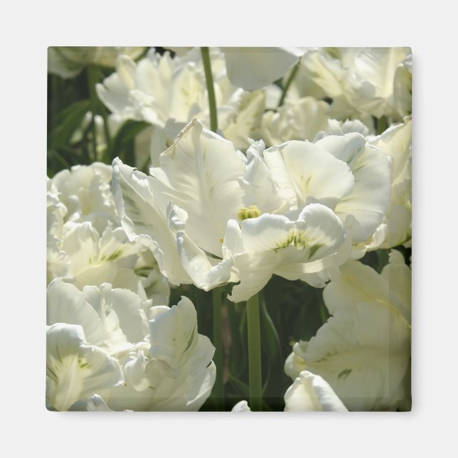 Imã Tulipas brancas (Frente)