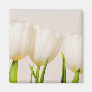 Imã Tulipas brancas contra um fundo branco,