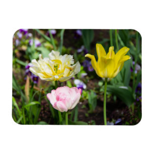 Ímã Tulipas brancas, cor-de-rosa e amarelas no jardim