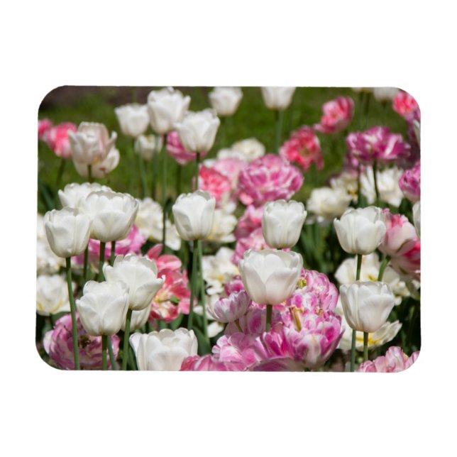 Ímã Tulipas brancas e cor-de-rosa brilhantes num dia e (Horizontal)
