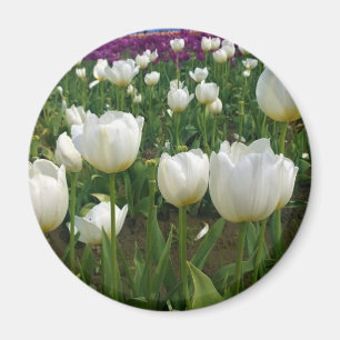 Imã Tulipas brancas em campo, Oregon