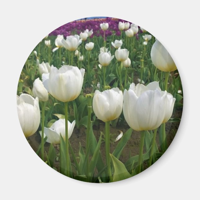 Imã Tulipas brancas em campo, Oregon (Frente)