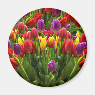 Imã Tulipas Brilhantes
