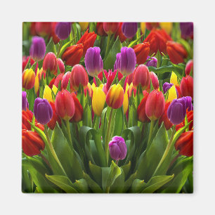 Imã Tulipas Brilhantes